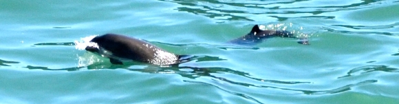 mother and calf harbor porpoise