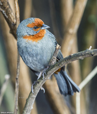 tucuman mountain finch