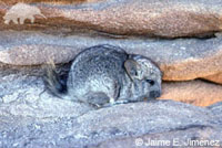 chinchilla