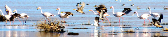 Andean flamingos