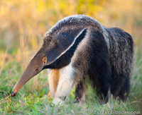 giant anteater