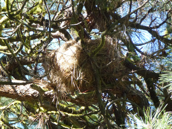 P1000864nest