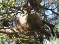 P1000864nest