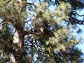 P1000879nest