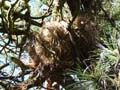 P1000884nest