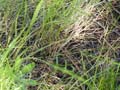P1000895rattlesnake