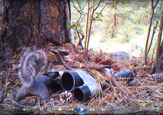 western gray squirrel