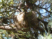 western gray squirrel nest