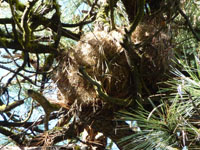 western gray squirrel