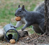 western gray squirrel