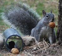 western gray squirrel