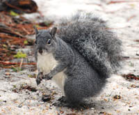 western gray squirrel