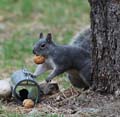 000-western-gray-squirrel