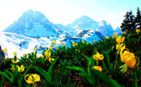 avalanche lilies