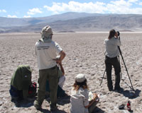 Flamingo Census