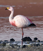 James Flamingo