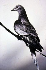 martha the last passenger pigeon