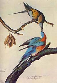 passenger pigeons