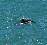 harbor porpoise