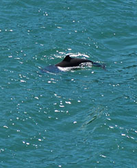 harbor porpoise