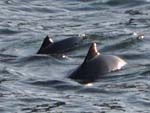 harbor porpoise mom and calf