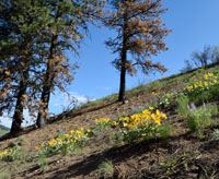 balsamroot post-fire