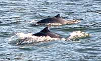 two harbor porpoises