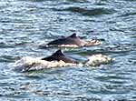 harbor porpoises