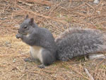 western gray squirrel