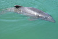 Porpoises Swimming