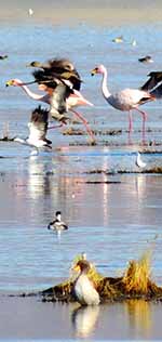 flamingos and other waterbirds at Laguna de los Pozuelos