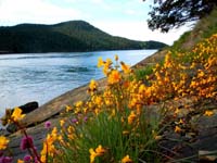 spring flowers at Burrows Pass, Puget Sound