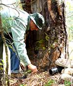 George Wooten setting a western gray squirrel hair sampling tube