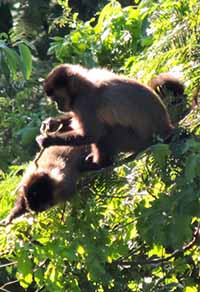 monkeys in tree canopy
