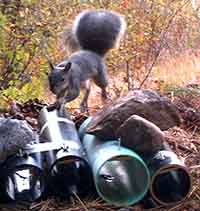 Western Gray Squirrel on hair sampling tubes