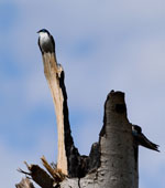 swallow on burned tree