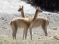 two vicunas