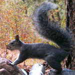 western gray squirrel