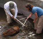 beaver relocation