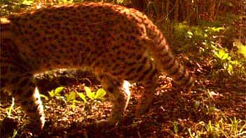 Geoffory's Cat