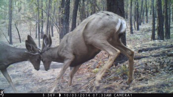 bucks fighting