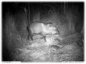 collared peccary