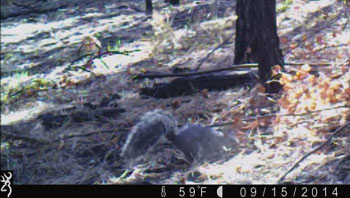 western gray squirrel