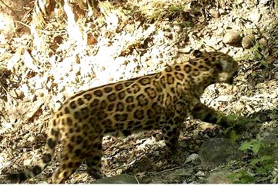 jaguar